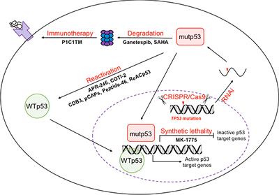Mutant p53 in Cancer Progression and Targeted Therapies Biology Diagrams